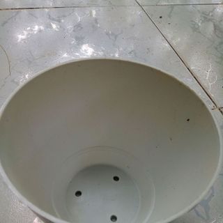 chậu táo 16x14