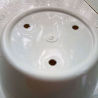 chậu táo 16x14