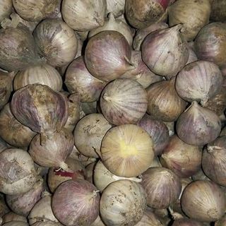 Tỏi Làotỏi cô đơn