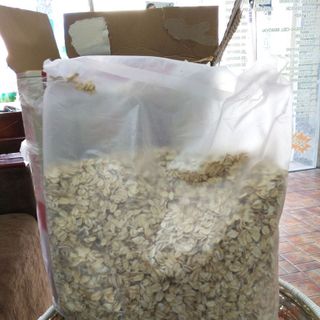 yen mạch nguyên hạt