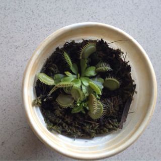 cây bẫy kẹp từ Nhật
