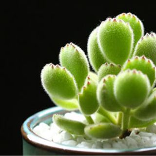 sen đá tay gấu từ Nhật