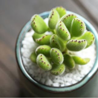 sen đá tay gấu từ Nhật