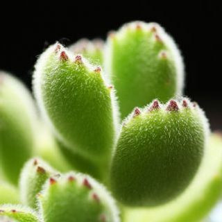 sen đá tay gấu từ Nhật