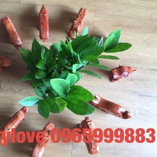 Đồ chơi Gỗ ghép hình hình thú