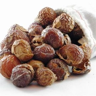 Bồ hòn