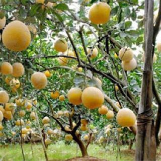 bưởi diễn lâu năm