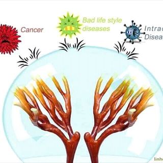 Nấm Linh Chi Sừng Hươu