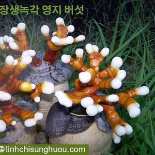 Nấm Linh Chi Sừng Hươu