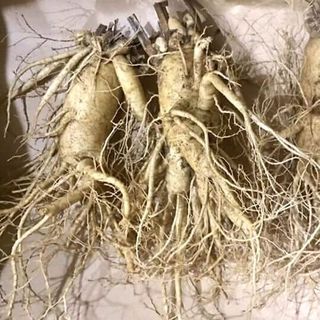 sâm tươi hàn quốc