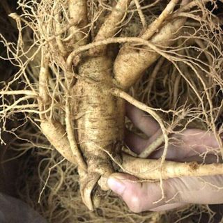 sâm tươi hàn quốc