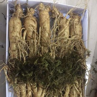 sâm tươi hàn quốc