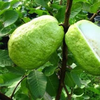 ổi lê đại lan