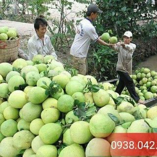 BƯỚI DA XANH BẾN TRE CHÍNH GỐC