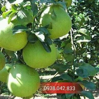 BƯỚI DA XANH BẾN TRE CHÍNH GỐC