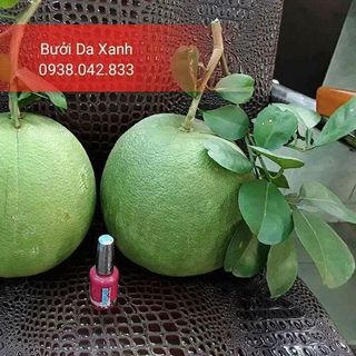 BƯỚI DA XANH BẾN TRE CHÍNH GỐC