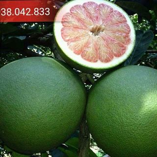 BƯỚI DA XANH BẾN TRE CHÍNH GỐC