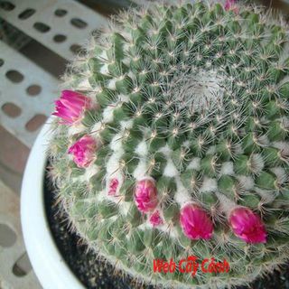 SỈ SEN ĐÁ ĐÀ LẠT LƯỢNG LỚN