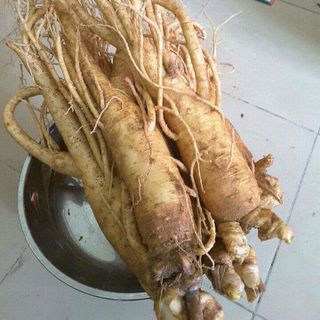 sâm tươi Hàn Quốc