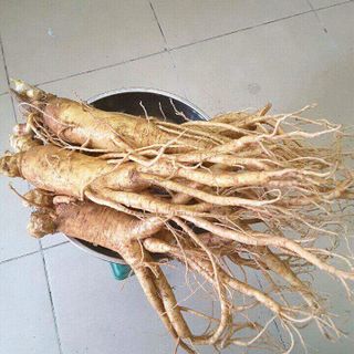 sâm tươi Hàn Quốc