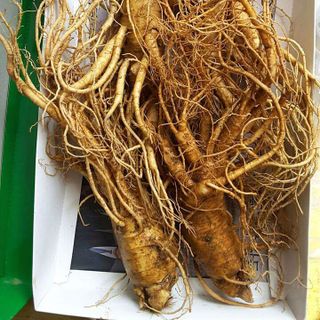 sâm tươi Hàn Quốc