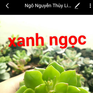 SỈ SEN ĐÁ ĐÀ LẠT LƯỢNG LỚN