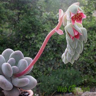 SỈ SEN ĐÁ ĐÀ LẠT LƯỢNG LỚN