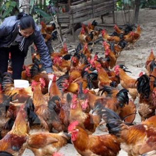 Gà Đồi Sóc Sơn Sạch