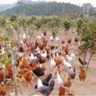 Gà Đồi Sóc Sơn Sạch
