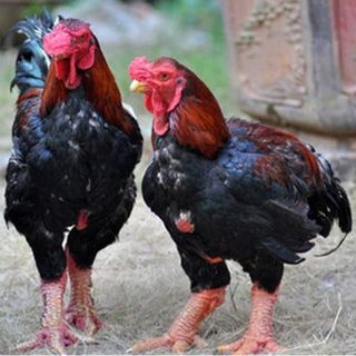 Gà Đông Tảo Thuần Chủng