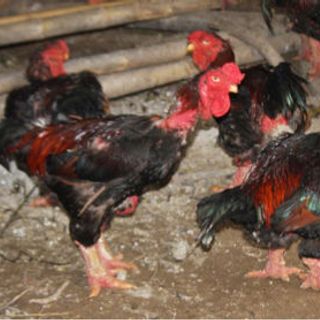 Gà Đông Tảo Thuần Chủng