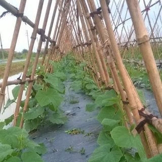 Dưa Leo - Dưa Chuột Tươi Sạch