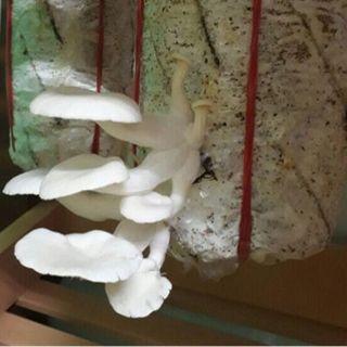 Nấm Bào Ngư - Nấm Sò Tươi Sạch