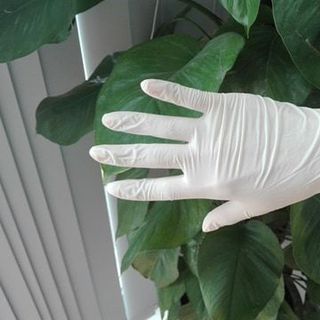 Găng tay cao su có bột Vglove