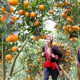 Cam An Toàn Hà Giang