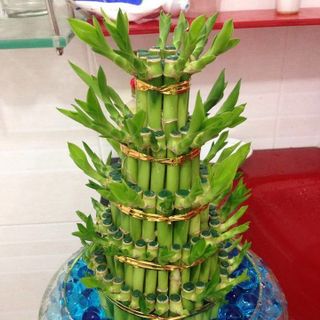 Đất tinh thể - đất trồng cây