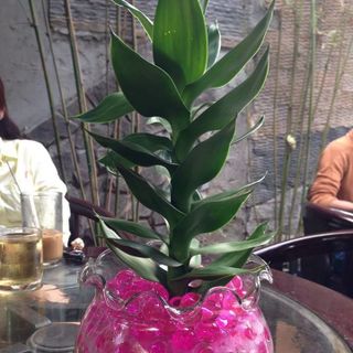 Đất tinh thể - đất trồng cây