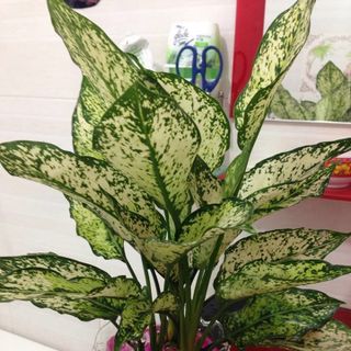 Đất tinh thể - đất trồng cây