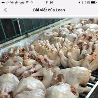 Gà CN nguyên con