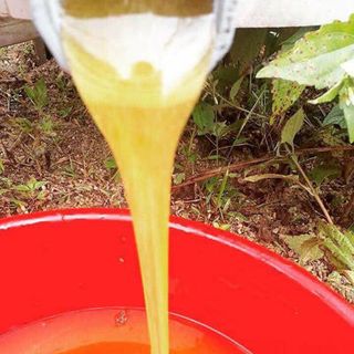 mật ong rừng hoa bạc hà