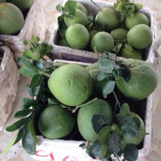 Bưởi da xanh Bến Tre