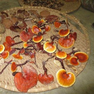 hoa quả nấm rừng