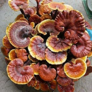 hoa quả nấm rừng