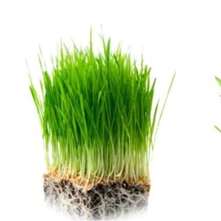 Bộ kít trồng cỏ lúa mì Facare