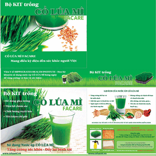 Bộ kít trồng cỏ lúa mì Facare