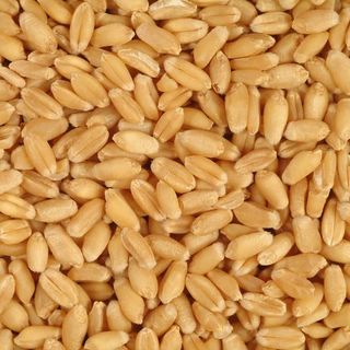 Bộ kít trồng cỏ lúa mì Facare
