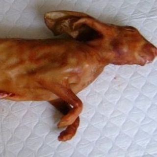 THỊT THỎ