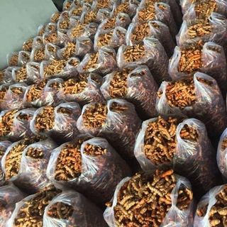 nghệ đỏ chuối daklak