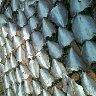 CÁ ƯỚP GIẤY 2 NẮNG PHAN THIẾT