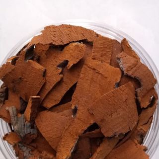 nấm linh chi đỏ rừng già
